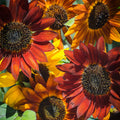 Red with Golden Highlights Sunflower Seeds – Stunning Bicolor Blooms for Gardens