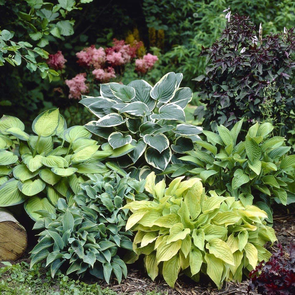 Hosta Seeds (Hosta Mix Plant Seeds) - Hardy Perennial Mix for Shade Gardens