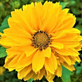 False Sunflower Seeds (Heliopsis Helianthoides) - Hardy Perennial, Heat & Drought Tolerant Blooms