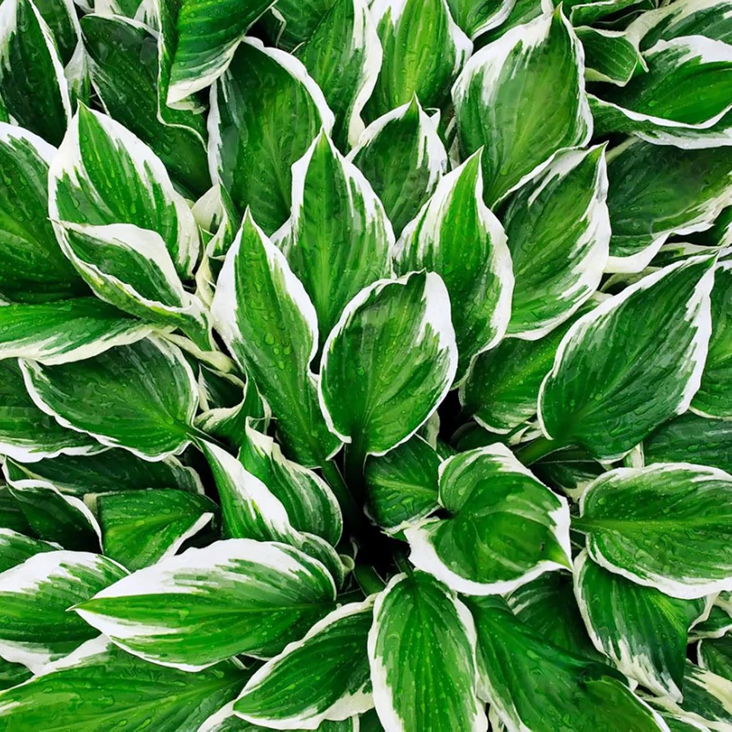 Hosta Seeds (Mixed Color Hosta Seeds) - Easy-Care Perennial for Pots and Gardens