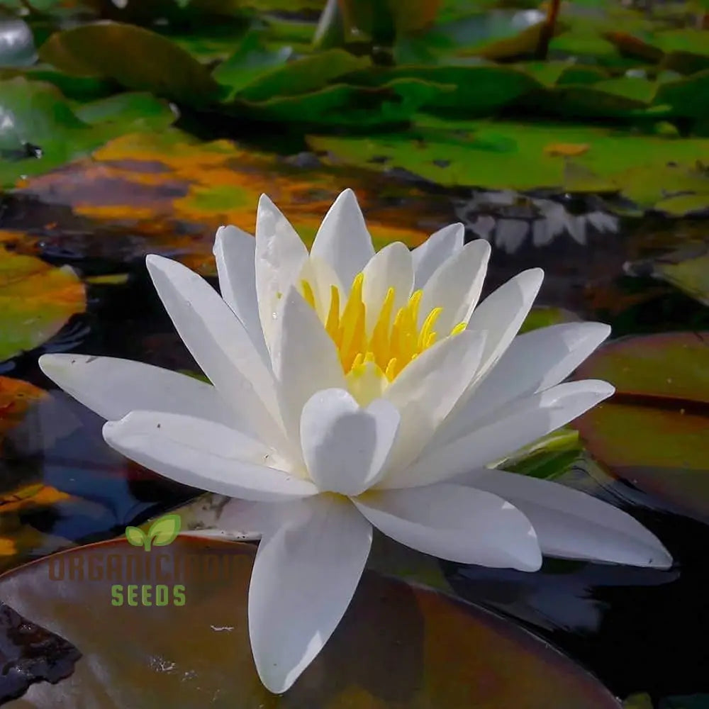 Asiatic White Lotus Seeds for Planting  All Seasons, Easy to Grow, Perfect for Gardening