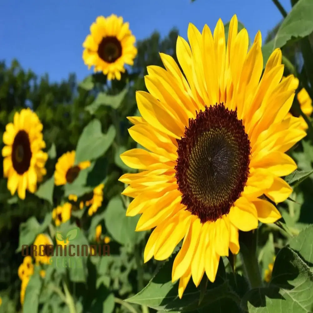 Edible Giant Sunflower Seeds – Grow Mammoth Sunflowers for Backyards, Kids Gardens, Pollinator Spaces & Seed Harvesting