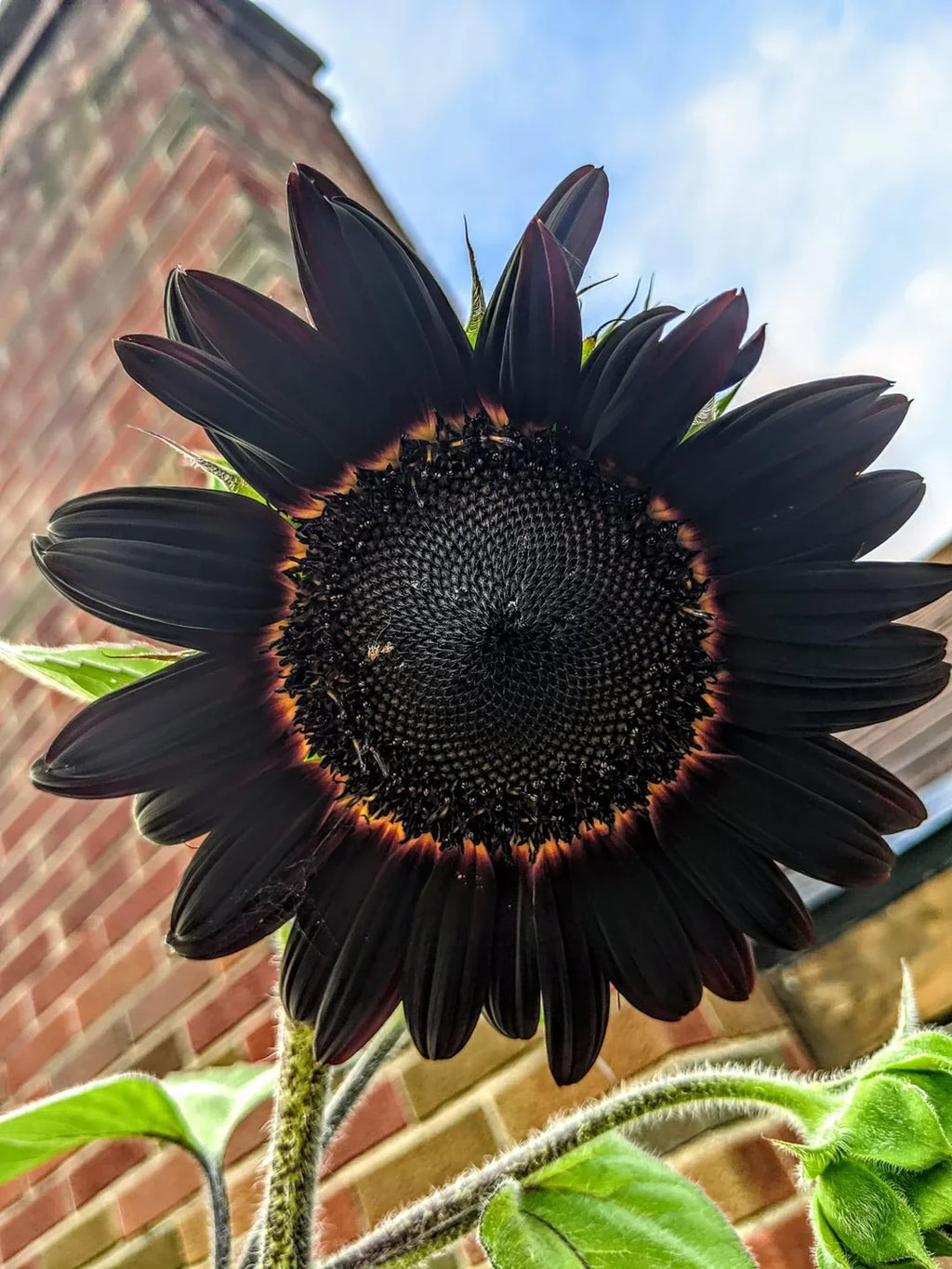 Fresh Deep Black Sunflower Seeds for Planting - Garden Growth for 50 Pcs