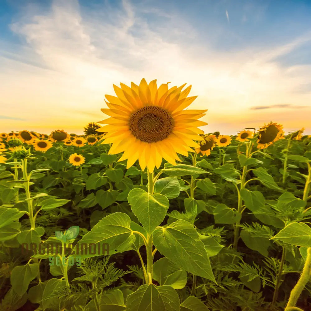 Edible Giant Sunflower Seeds – Grow Mammoth Sunflowers for Backyards, Kids Gardens, Pollinator Spaces & Seed Harvesting