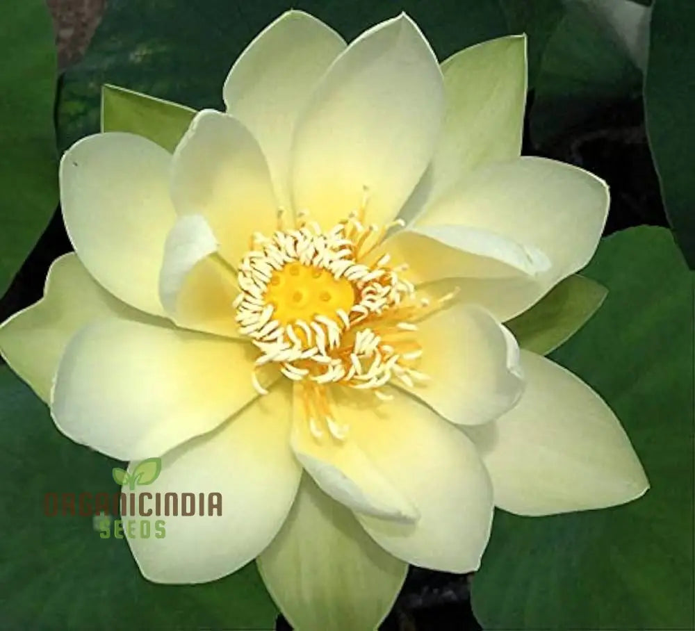 Lotus Seeds (Giant Sunburst Lotus Seeds) - Stunning Garden Blooms