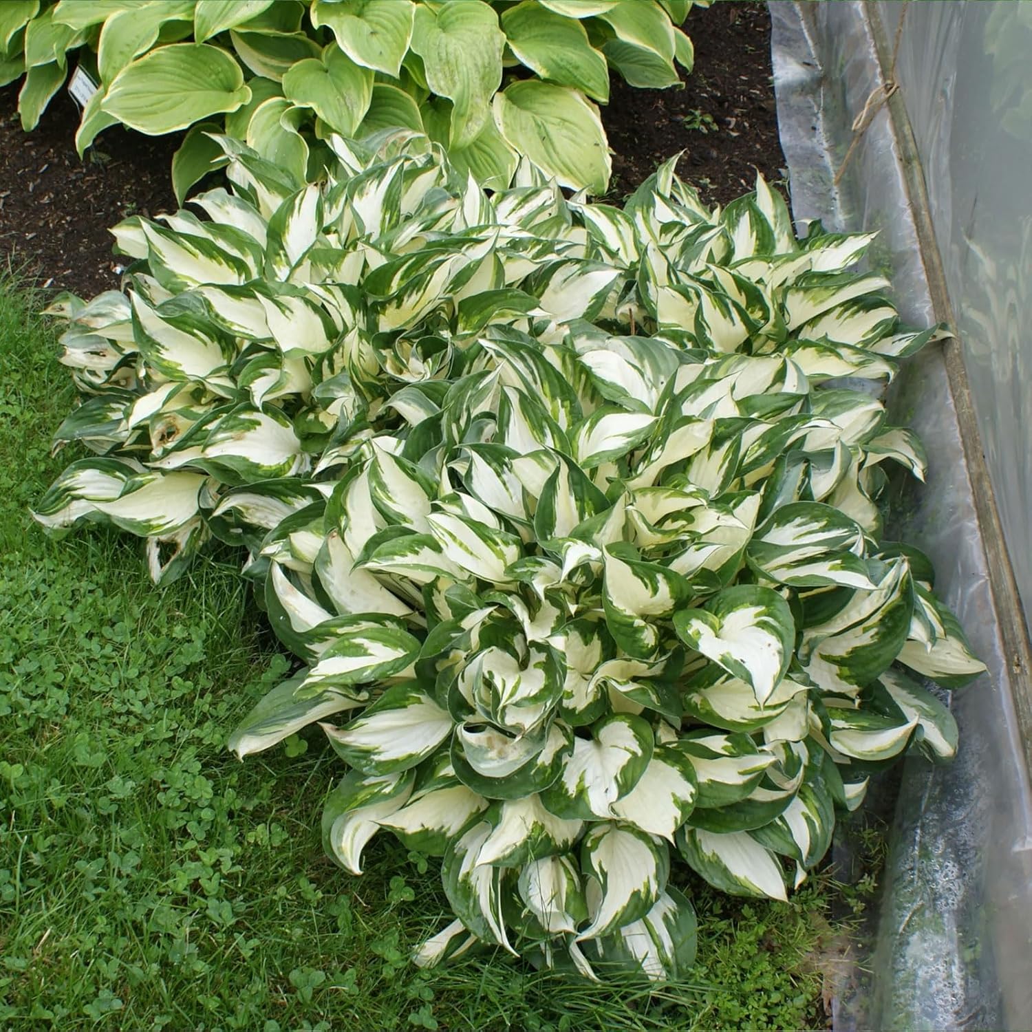 Fire and Ice Hosta Seeds And Vibrant Contrast for Stunning Garden Displays
