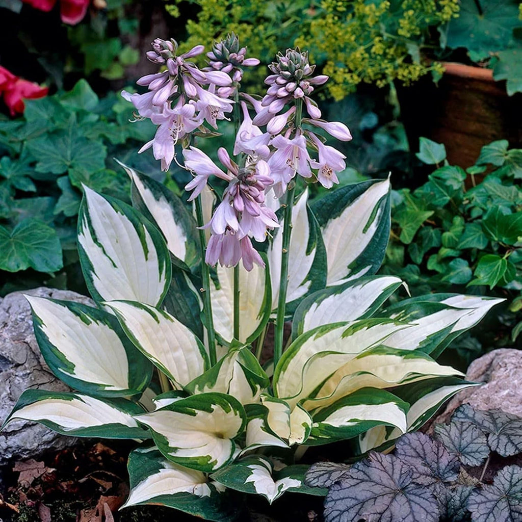 Fire and Ice Hosta Seeds And Vibrant Contrast for Stunning Garden Displays