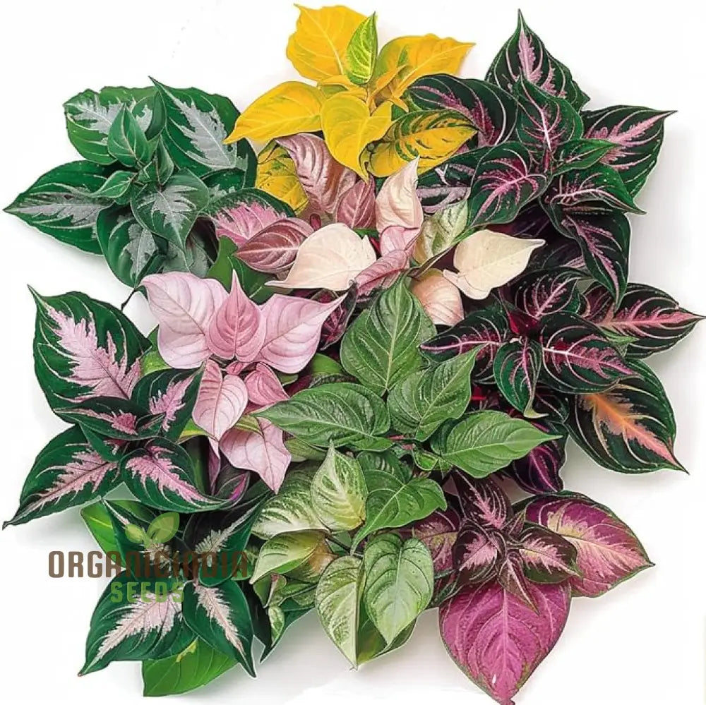 Hosta Mix Plant Seeds – Premium Easy-to-Grow Green & Variegated Shade Garden Varieties