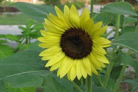 Lemon Yellow Sunflower Seeds – Soft Pastel Blooms for Gardens & Bouquets