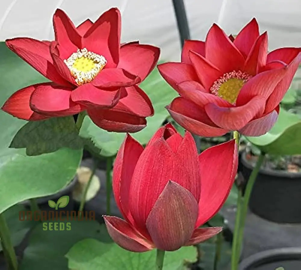 Lotus Flower Seeds – Stunning Resilient Blooms for Gardening