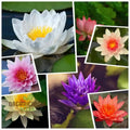 Mixed Bowl Lotus Seeds for Planting,Gardening Enthusiasts