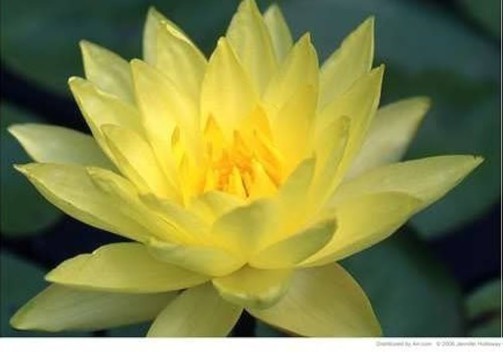 Lotus Seeds (Giant Sunburst Lotus Seeds) - Stunning Garden Blooms