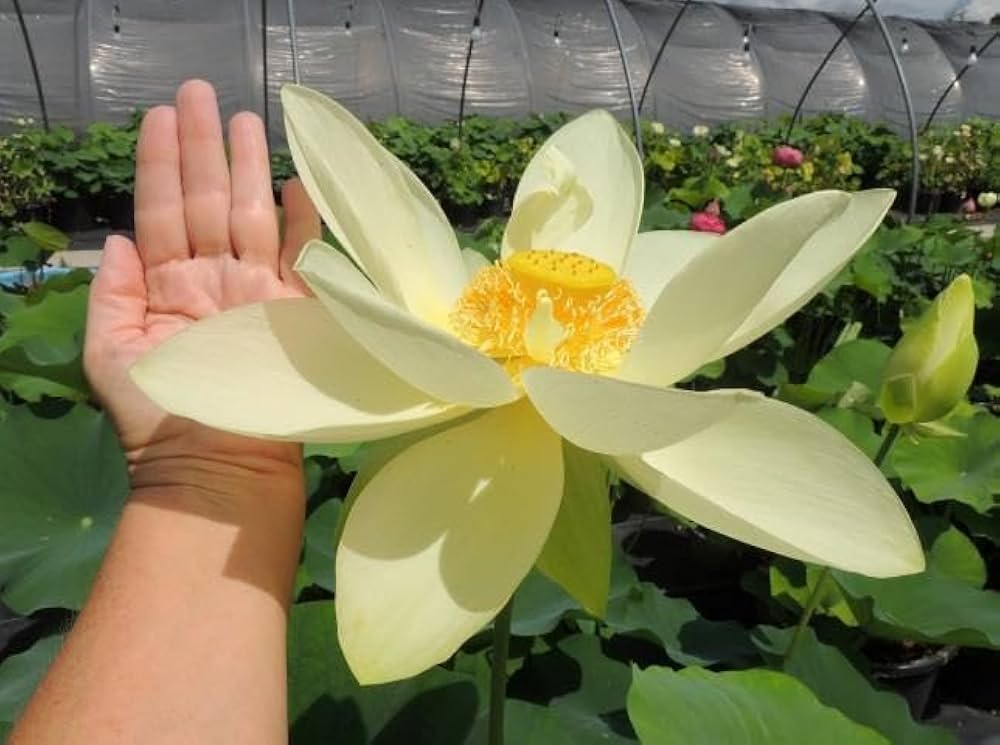 Lotus Seeds (Giant Sunburst Lotus Seeds) - Stunning Garden Blooms