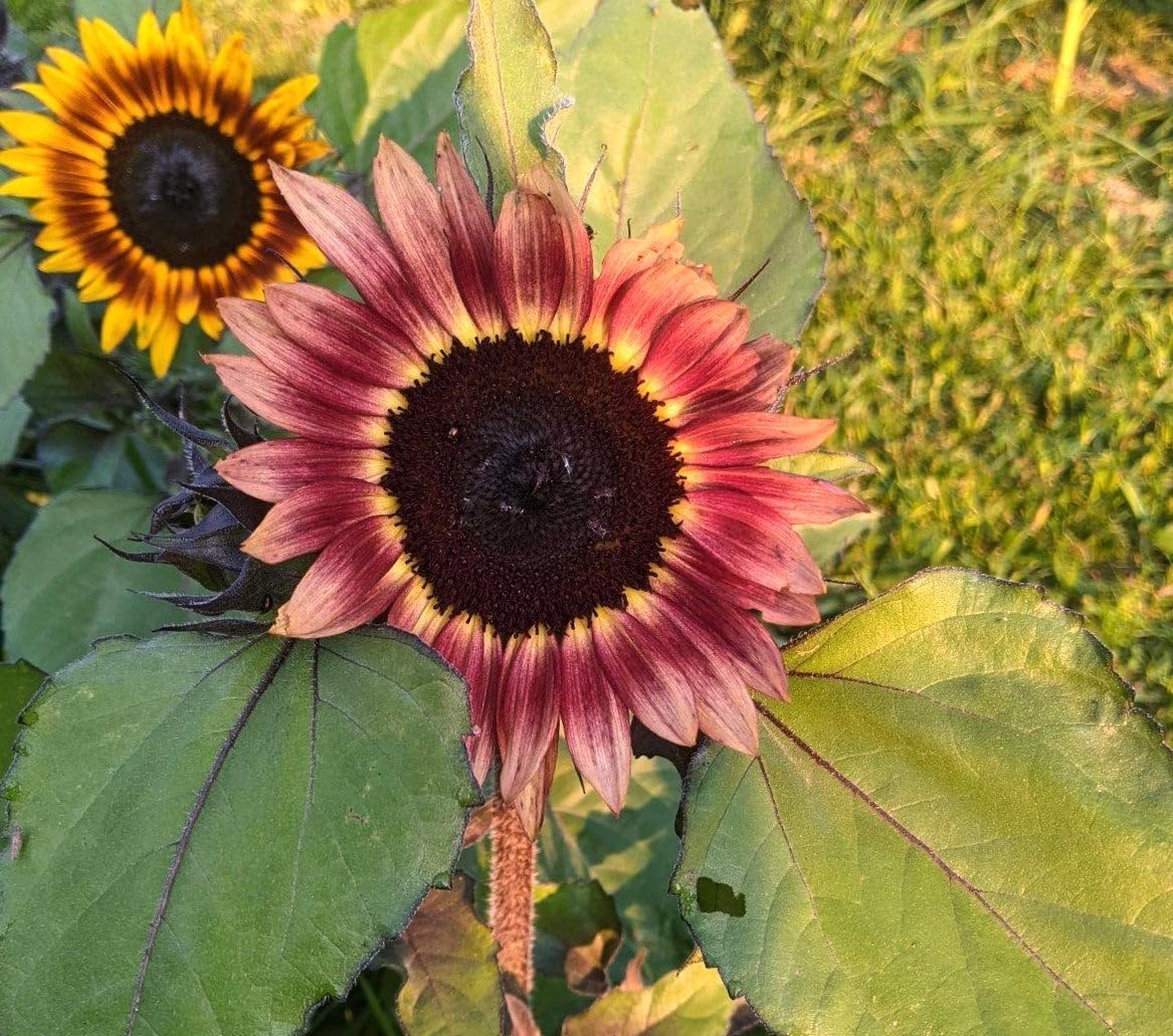 Ruby Passion Sunflower Seeds – Vibrant Red Blooms for Garden Planting