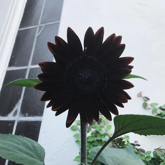 Fresh Deep Black Sunflower Seeds for Planting - Garden Growth for 50 Pcs