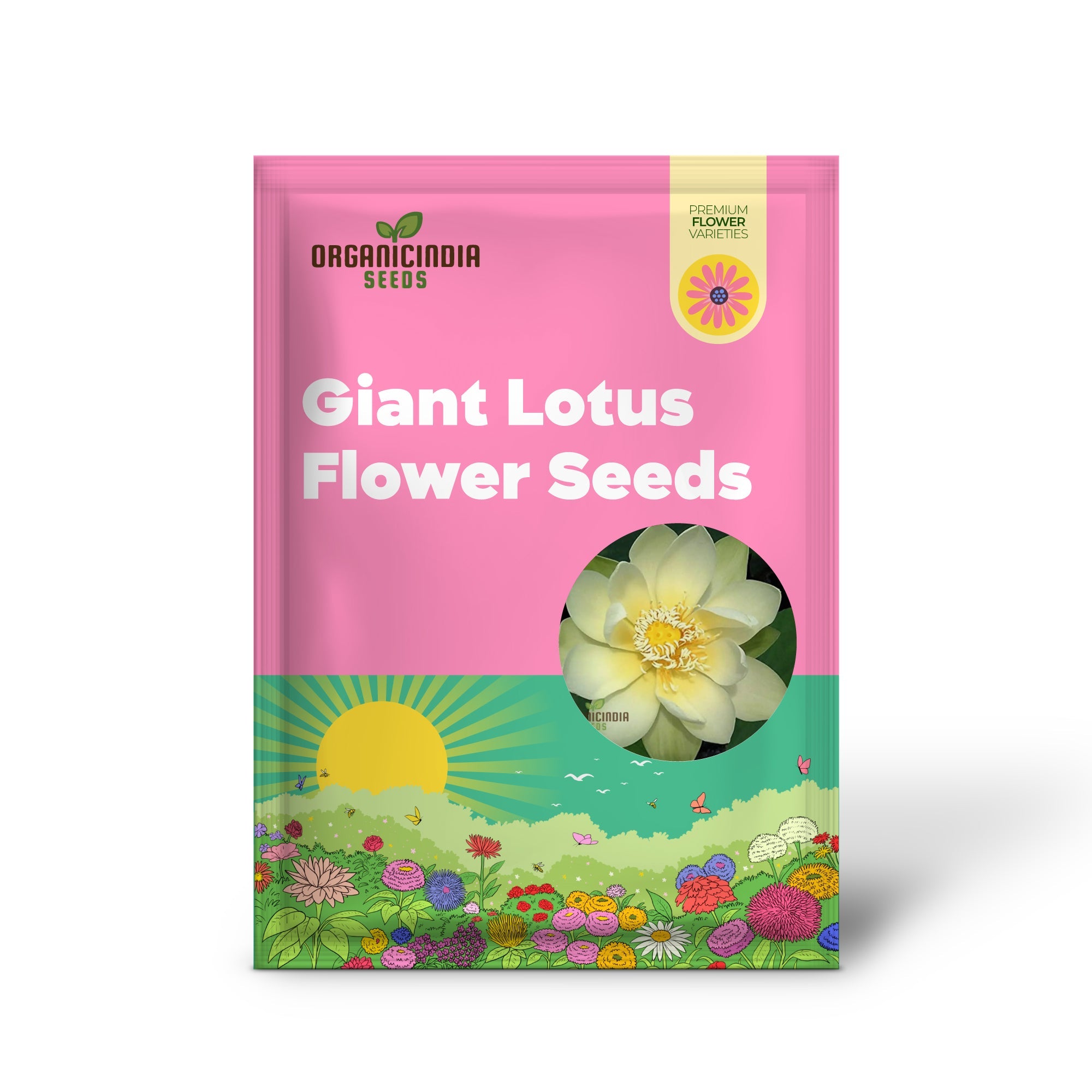 Lotus Seeds (Giant Sunburst Lotus Seeds) - Stunning Garden Blooms